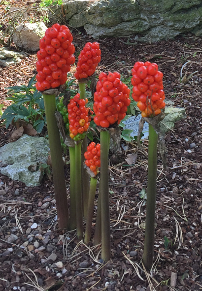 Arum italicum var 'Marmoratum'